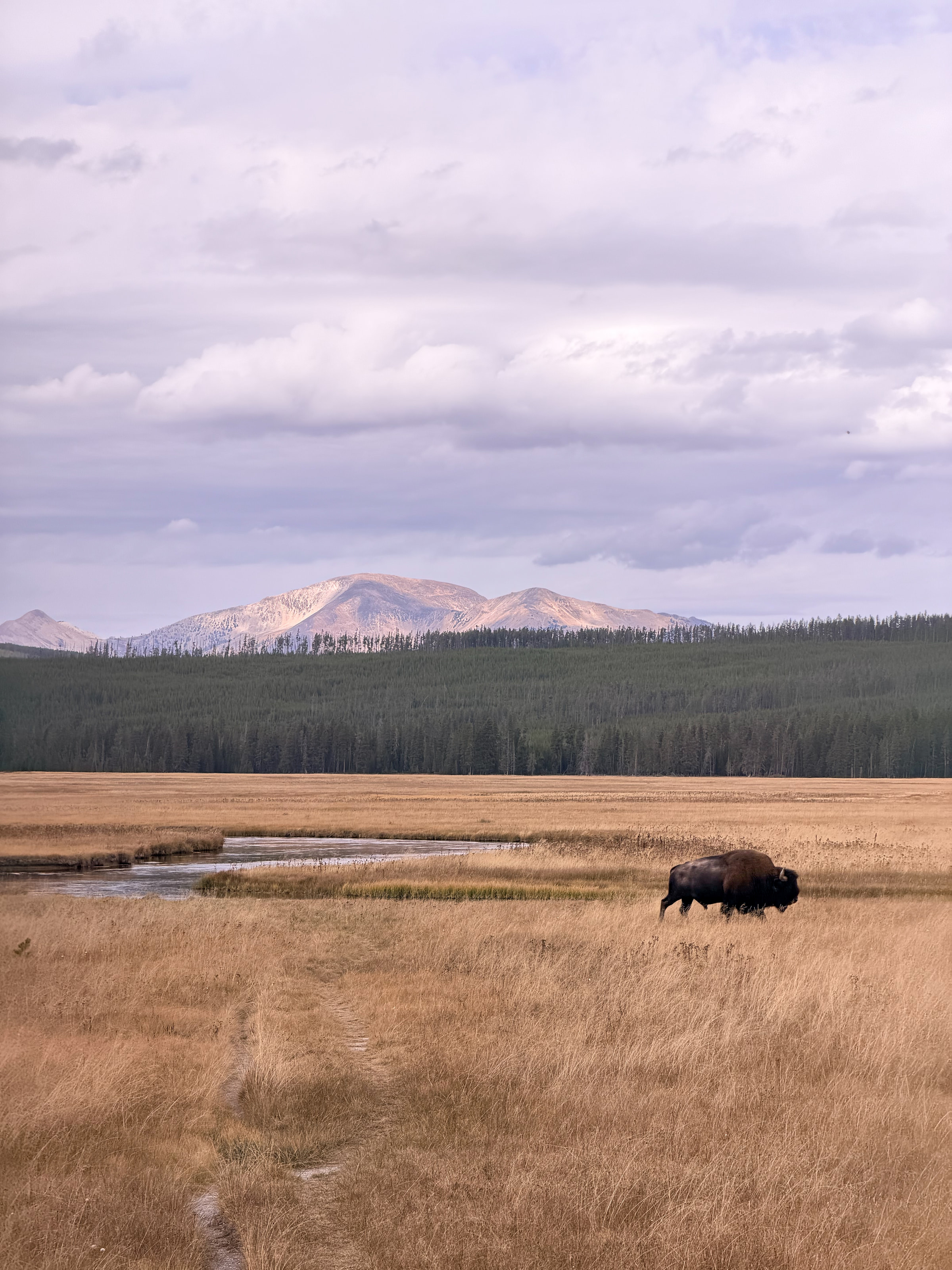 A bison walking through golden grass beside a river, with forest and a mountain behind.