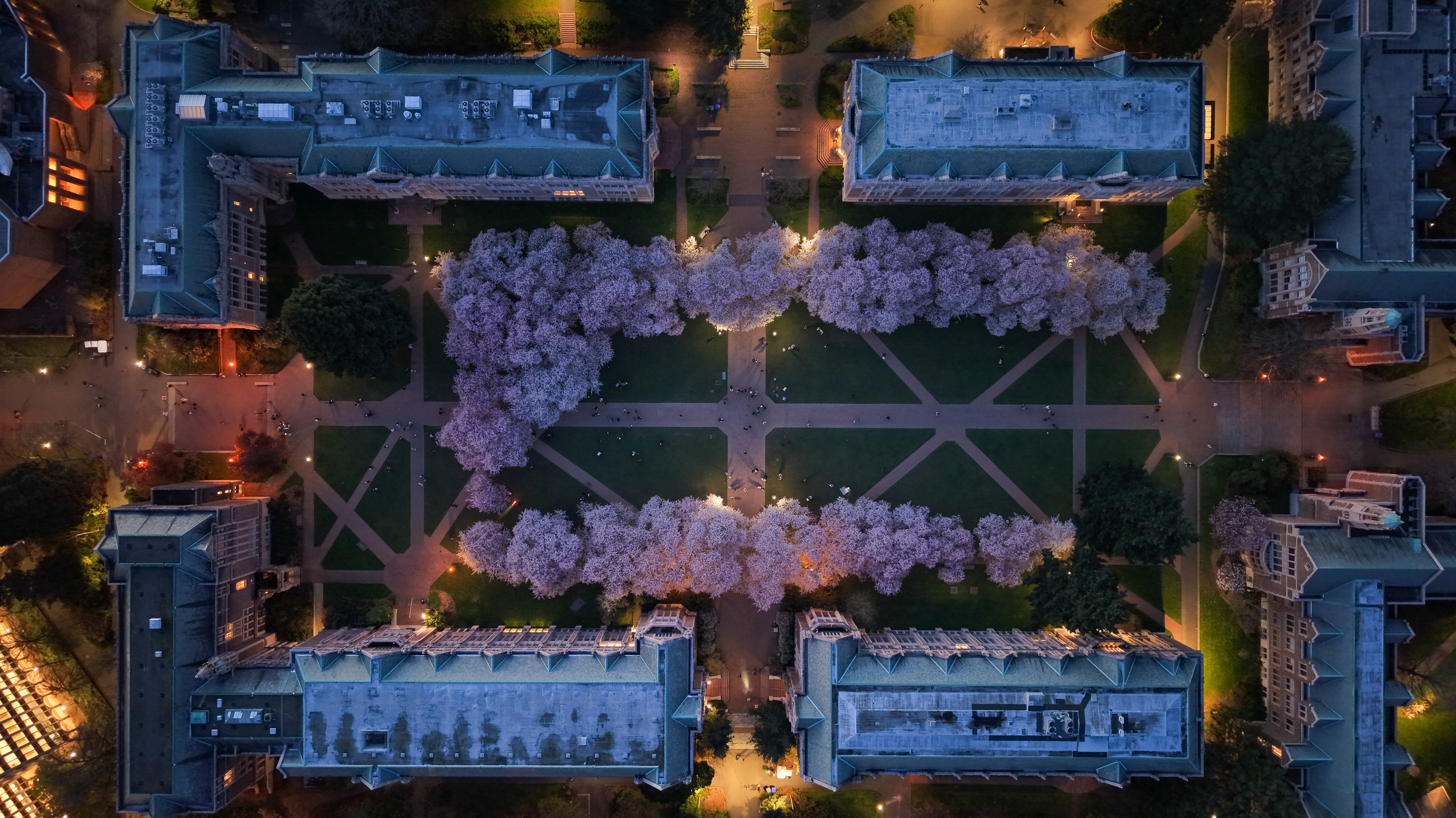 Straight-down aerial view of cherry trees in bloom between four symmetrical halls at dusk.