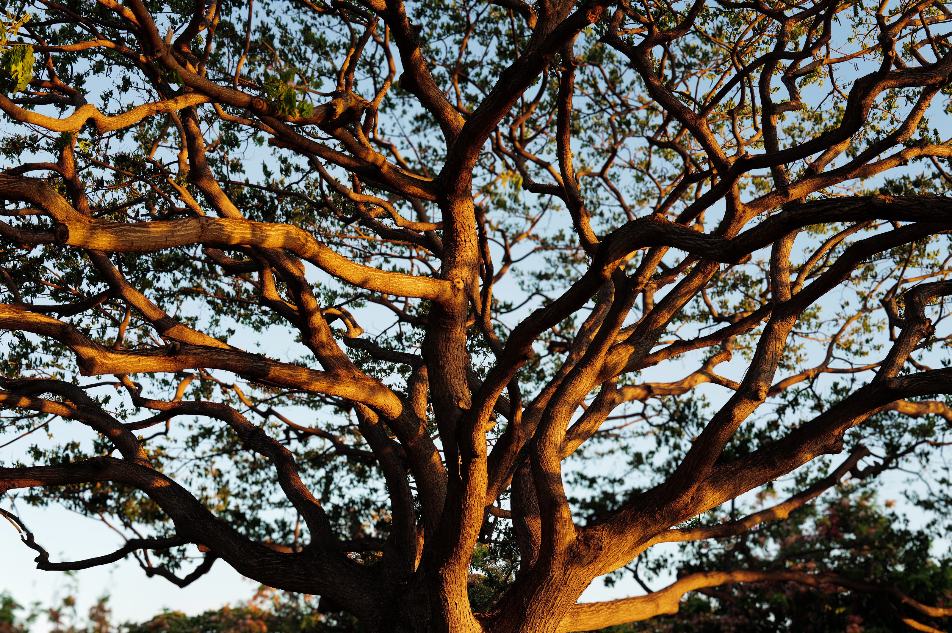 A dense tree canopy with branches lit gold against the evening sky.