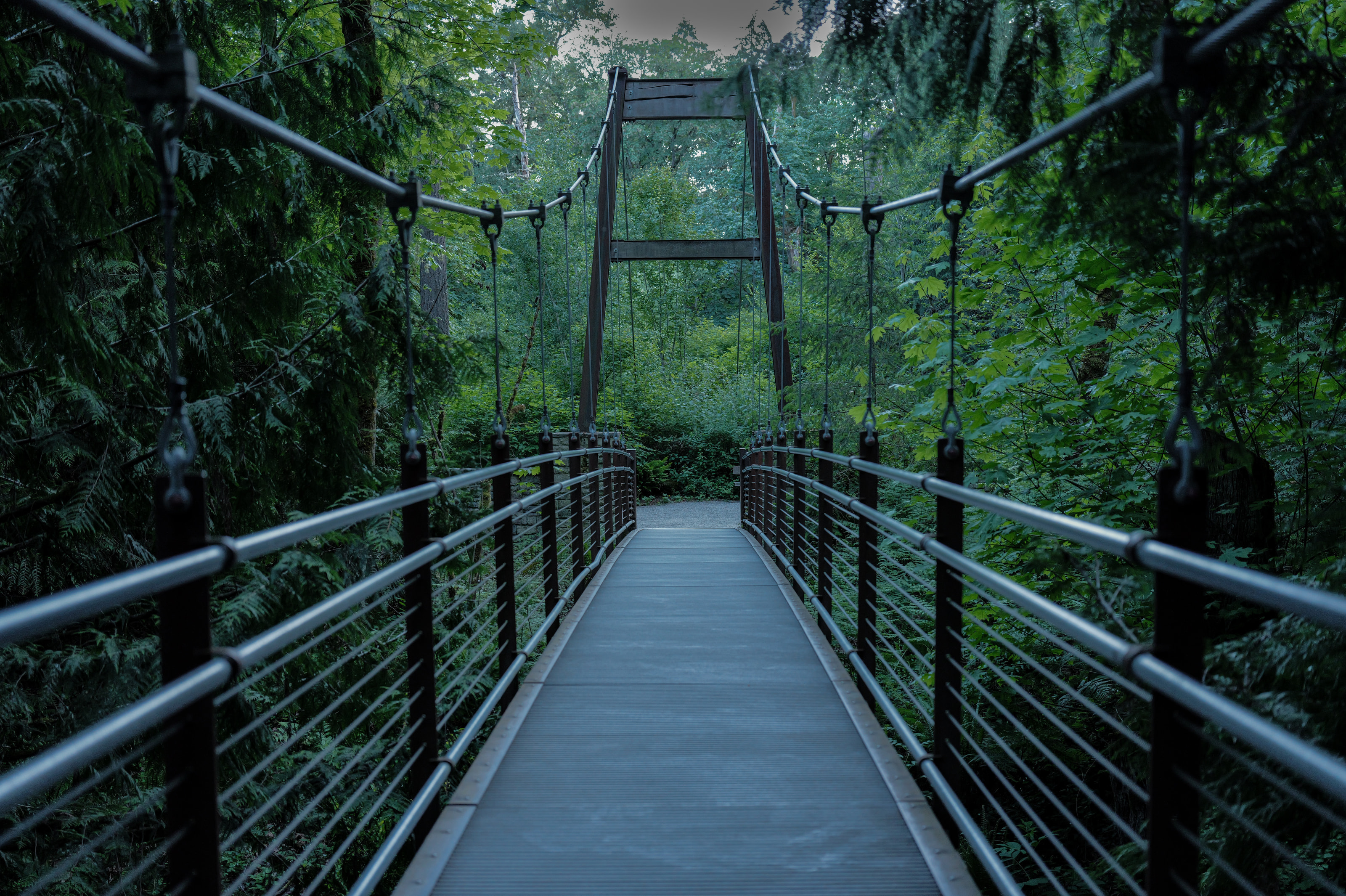A suspension footbridge receding into green forest, its cables symmetrical.